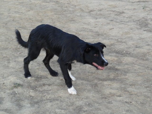 Vrai Border Collie ?