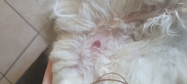 Coupure au niveau du ventre