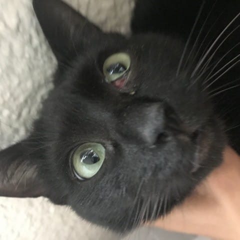 Urgent : Irritation Oeil Chat