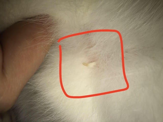 Petit bouton ou téton Chatte Non castré et qui ne sort pas