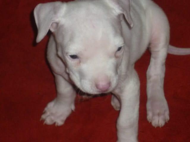alimentation: quelle quantité pour mon chiot dogue argentin de 1 mois demi ?