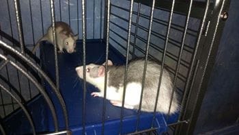 2 petite nouvelle