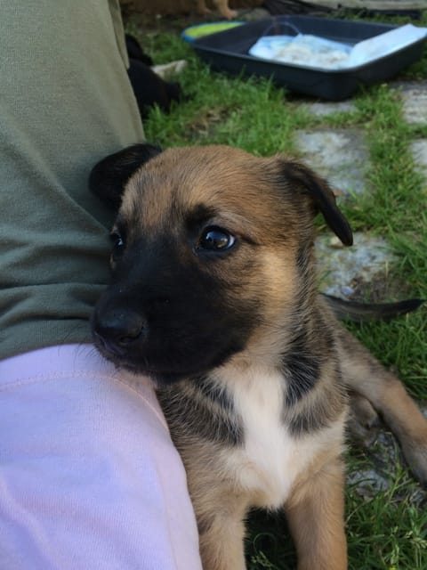 Chiot à donner  border collie croiser malinois