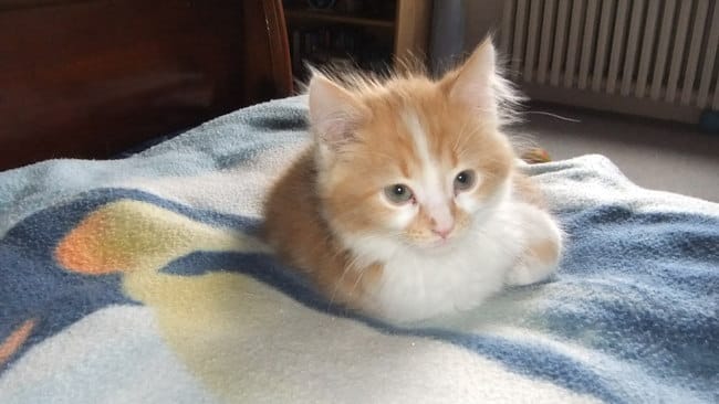 connaissez vous un produit pour laver le nez de mon chat?