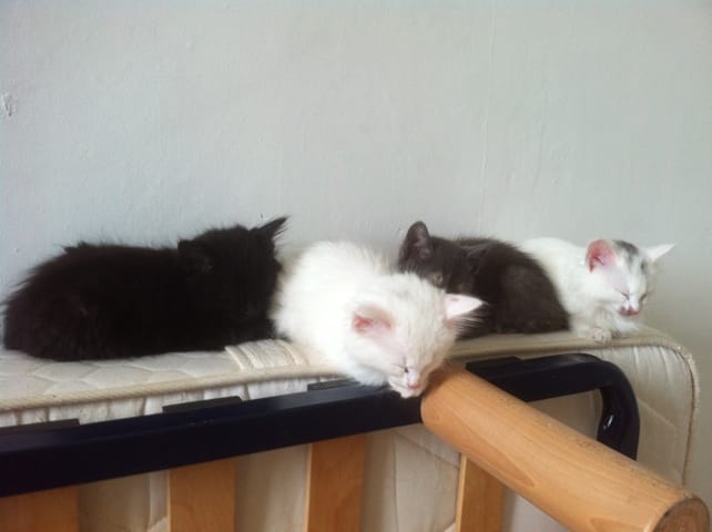 Chats à l'adoption : 1) risque surdité 2) plaque rose sans poil