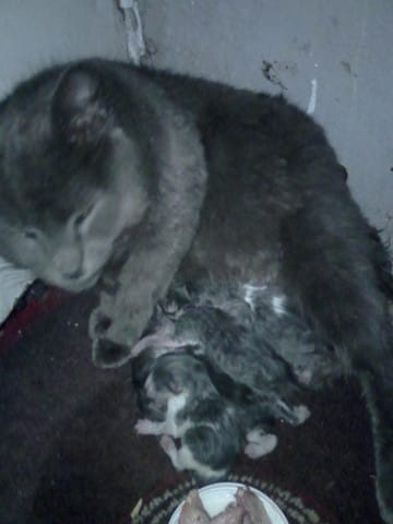 Que faire pour ces chatons ?