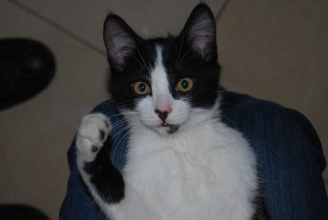 Rencontre entre chats 