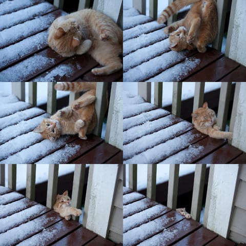 Images de chat rigolotes 