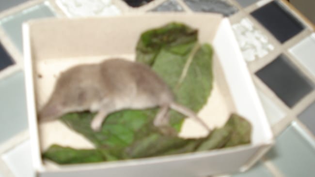 Musaraigne