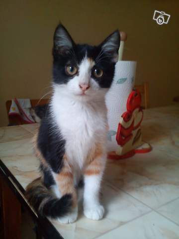 Couleur chaton