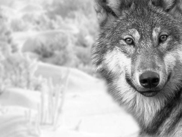 Droit de vivre pour les loups
