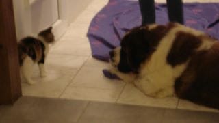 Entente entre chats et chiens :)