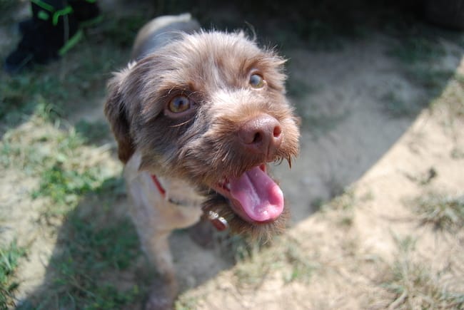 Des nouvelles de Ganache