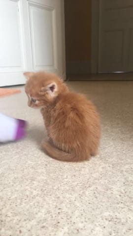 Futur poils de mon chaton?