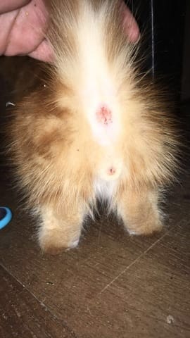 Chaton mâle ou femelle?