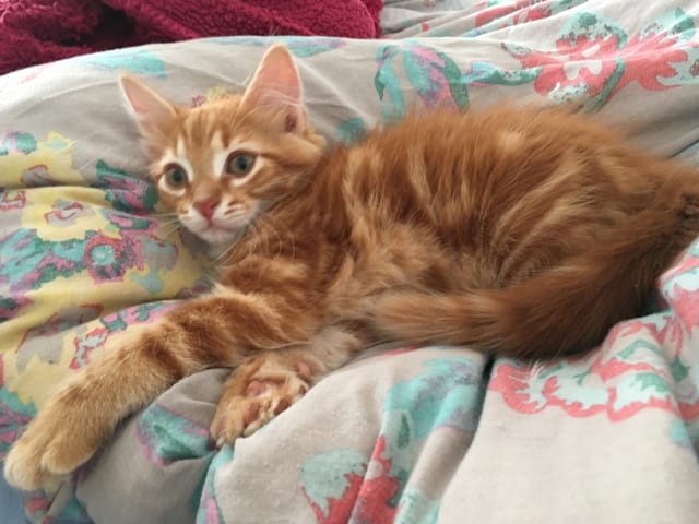 chaton poil long ou court?