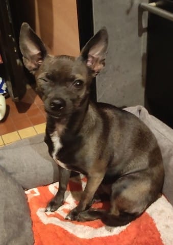 Chihuahua œil fermé