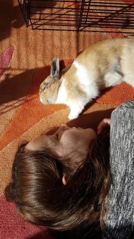Décès d'un lapin de 6 mois
