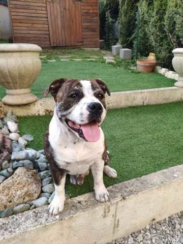Mon chien grogne et veut mordre les chiots en extérieurs