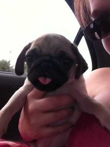 Mon Chiot Franck