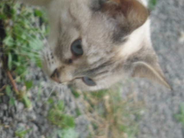 trouvez un prénom pour mon chat