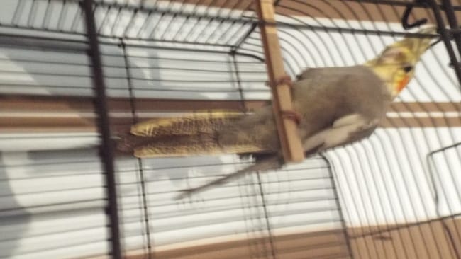 quel prénom pour mon calopsitte ???