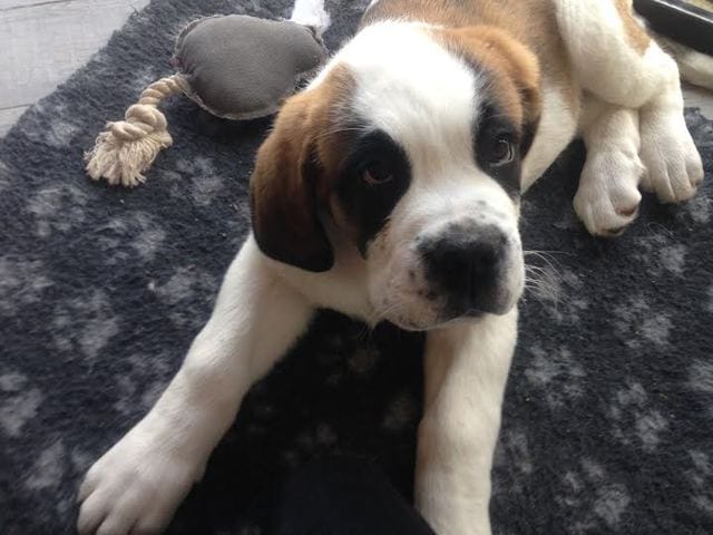 Voici Balou!(saint bernard)