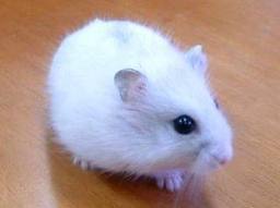 Presenter votre rongeur ici ^^