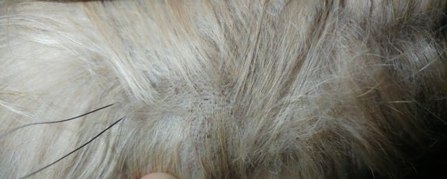 Qqn connait cette allergie sur son chien?