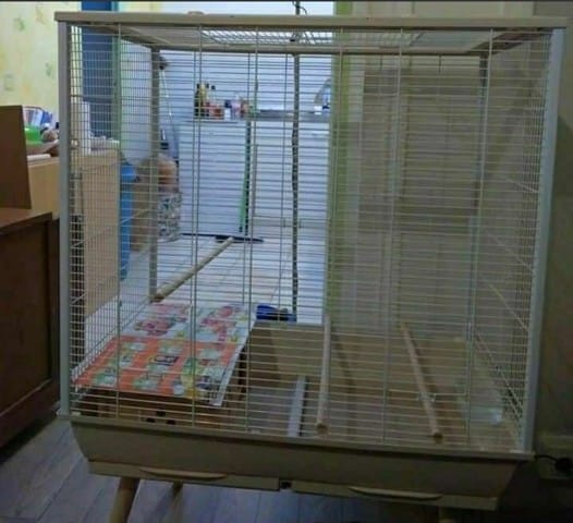 Donne 2 pigeons de ville