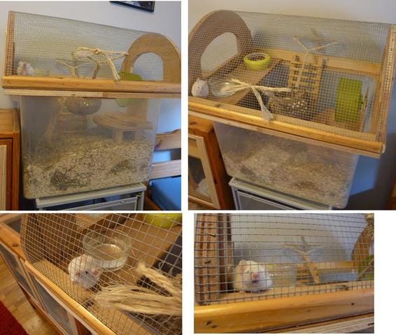 2 souris mâles à adopter
