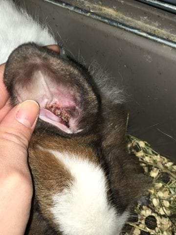 Croûtes oreilles lapin