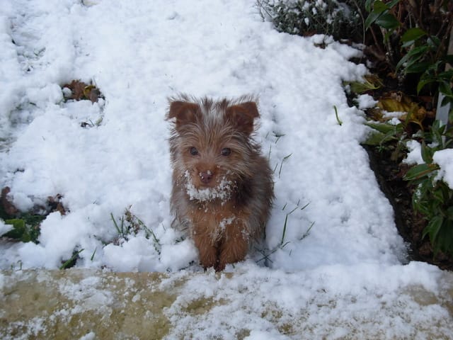 Problèmes avec mon yorkshire terrier