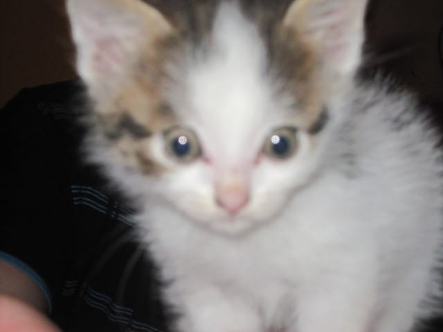 Apres le départ de notre chat Tilou c'est un nouveau départ 