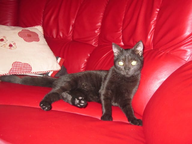 Famille d'accueil : on a adopté la chatte