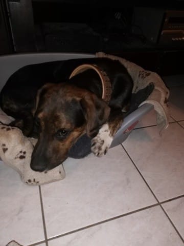 Je veux aider mon chien a re courir normalement