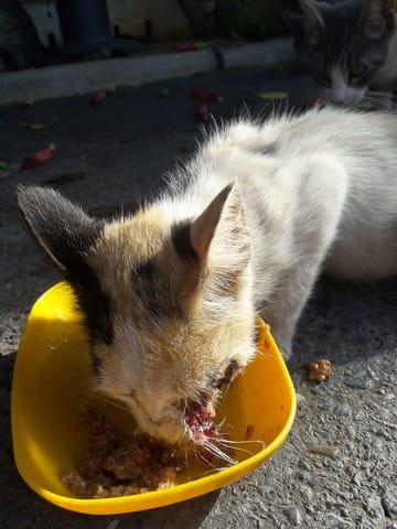 Devant chez moi chat gravement blessé