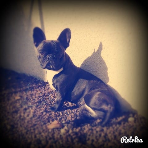 petite chienne à donner