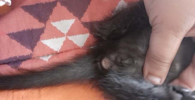 Identification sexe chaton 1 mois