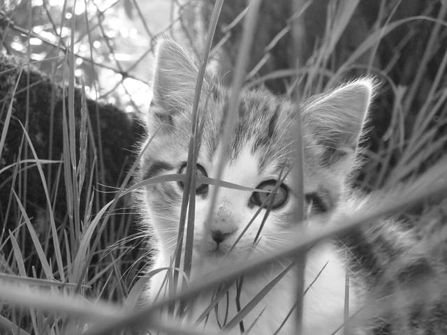 Je photographie votre animal de compagnie