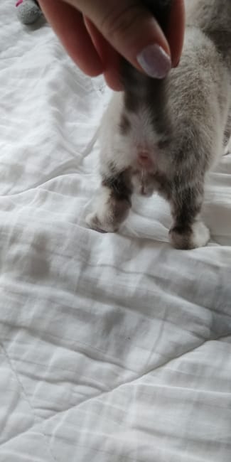 Sexe du chaton a identifier