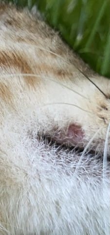 Zone sans poil sur la lèvre du chat