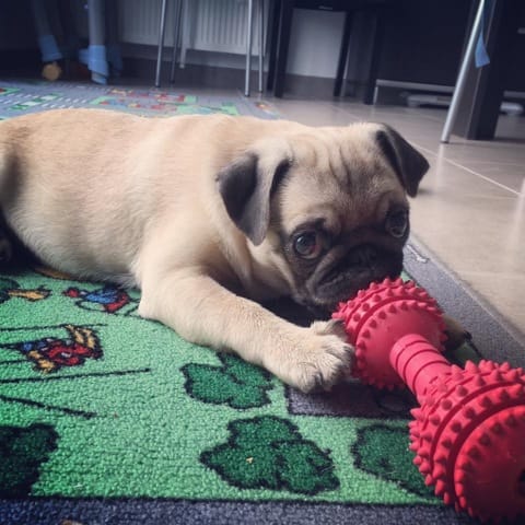 Comment faire comprendre que le caca et pipi c'est dehors pour un carlin