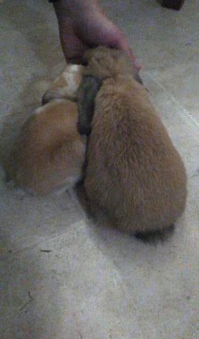 Mon lapin est tout petit..