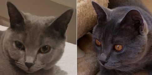 Presentation de mes loulous Jess et Jazz