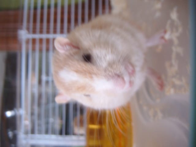 Ma gerbille est-elle enceinte ?