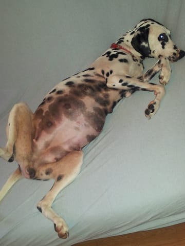 ma dalmatienne gestante 62 jurs