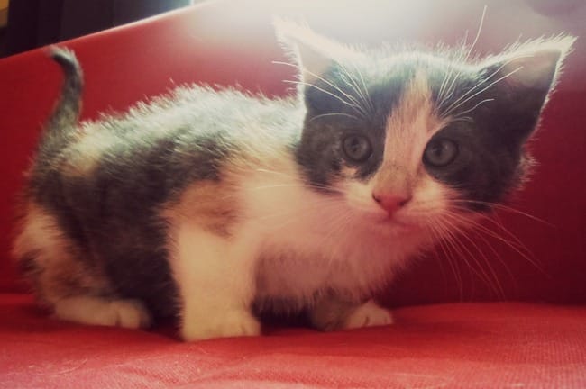 Prénom pour chaton femelle