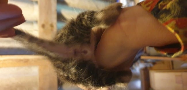 Chaton mâle ou femelle ?