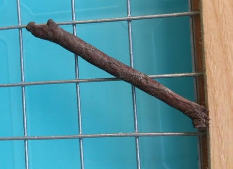 Une espèce de chenille au stade chrysallide?